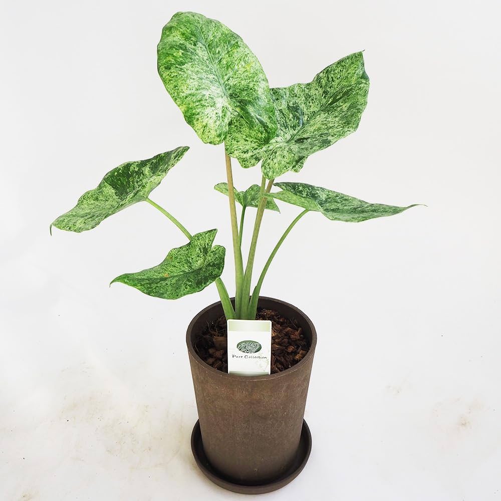 Amazon｜ITANSE アロカシア・マクロリザ カモフラージュ 5号 1個